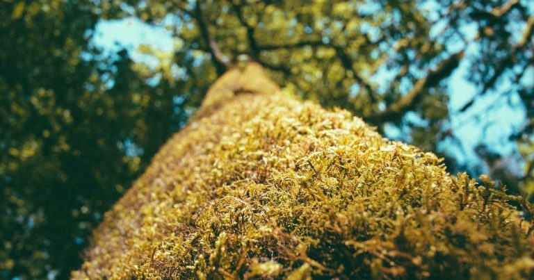 ​脑电波训练机器人：物理AI的下一个突破口藏在人脑信号里