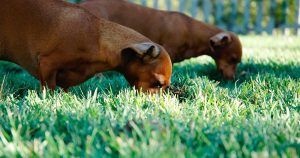 TypeError: Can't instantiate abstract class Pipeline with abstract methods _forward